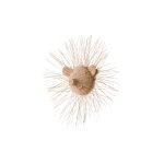 HEDGEDOG RATTAN ANIMAL HEAD
